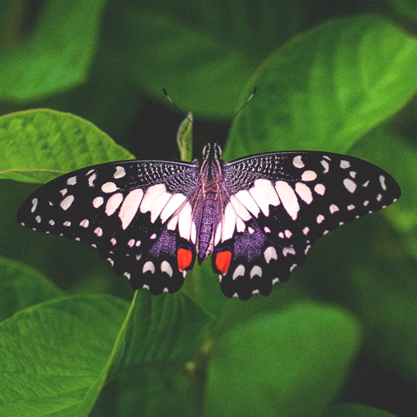 Arthur Paulino’s avatar: a black-and-white butterfly with red markings on green leaves